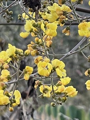 Banisteriopsis anisandra