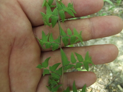 Cheiloplecton rigidum