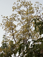 Banisteriopsis anisandra