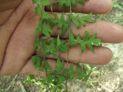 Cheiloplecton rigidum