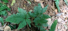 Pteris grevilleana