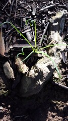 Albuca spiralis