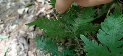 Pteris grevilleana