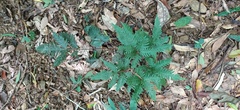 Pteris grevilleana