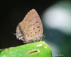 Arhopala cleander