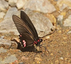 Parides sesostris