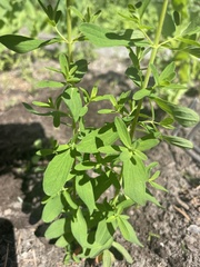 Angiospermae