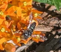 Coelioxys modestus