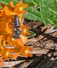 Coelioxys modestus