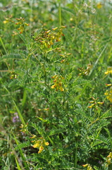 Astragalus penduliflorus