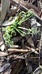 Albuca spiralis