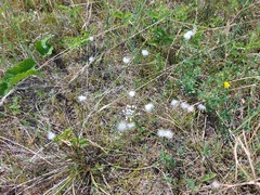 Crepis crocea