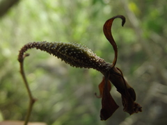 Encyclia adenocarpa
