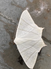 Ourapteryx sambucaria