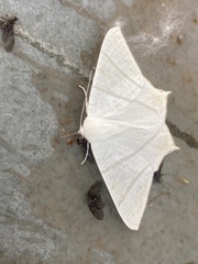 Ourapteryx sambucaria