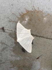 Ourapteryx sambucaria