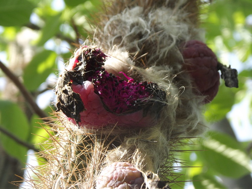 Pilosocereus purpusii