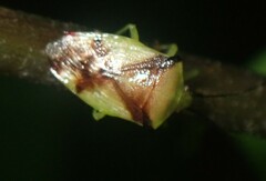 Elasmostethus atricornis