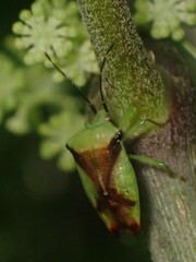 Elasmostethus atricornis