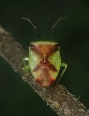 Elasmostethus atricornis