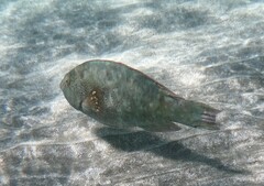 Calotomus viridescens