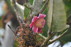 Eschweilera jacquelyniae