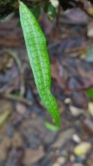 Microgramma lycopodioides