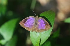 Arhopala