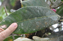 Eschweilera jacquelyniae