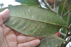 Eschweilera jacquelyniae