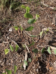 Baptisia perfoliata