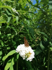 Polygonia c-album