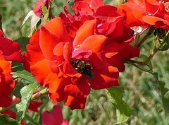 Anthophila