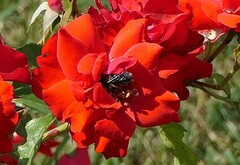 Anthophila
