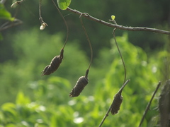 Helicteres baruensis