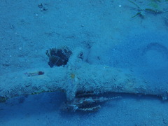 Dendrochirus hemprichi