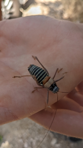 Ortega's Saddle Bush-cricket