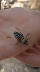 Lluciapomaresius ortegai