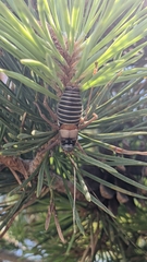 Lluciapomaresius ortegai