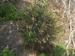 Encyclia adenocarpa