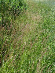 Agrostis exarata