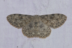 Scopula fibulata