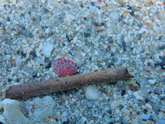 Clanculus pharaonius