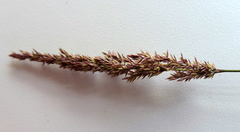 Agrostis exarata