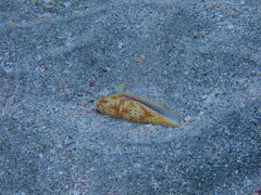 Conus nussatella