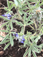 Lupinus kingii