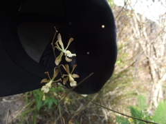 Encyclia adenocarpa