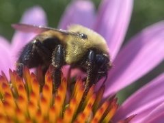 Bombus griseocollis