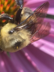 Bombus griseocollis