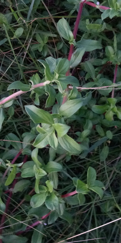 Spermacoce hispida observed 2022-07-17